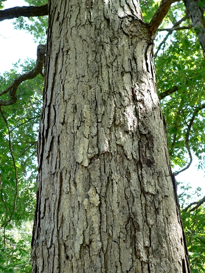 {Quercus alba}